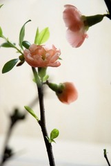 花之恋·二