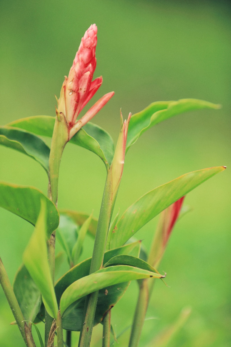 闭鞘姜别名水蕉花