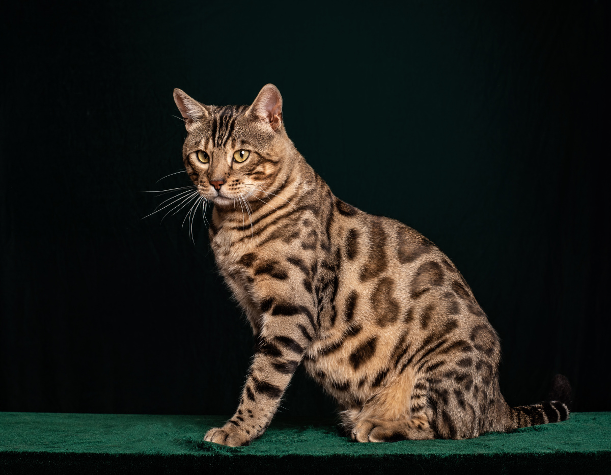 孟加拉豹猫