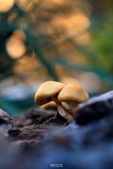 IMG_0235.jpg