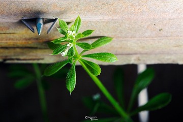 IMG_1187-2.jpg