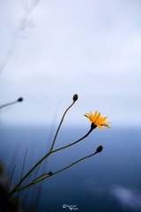IMG_1946s.jpg