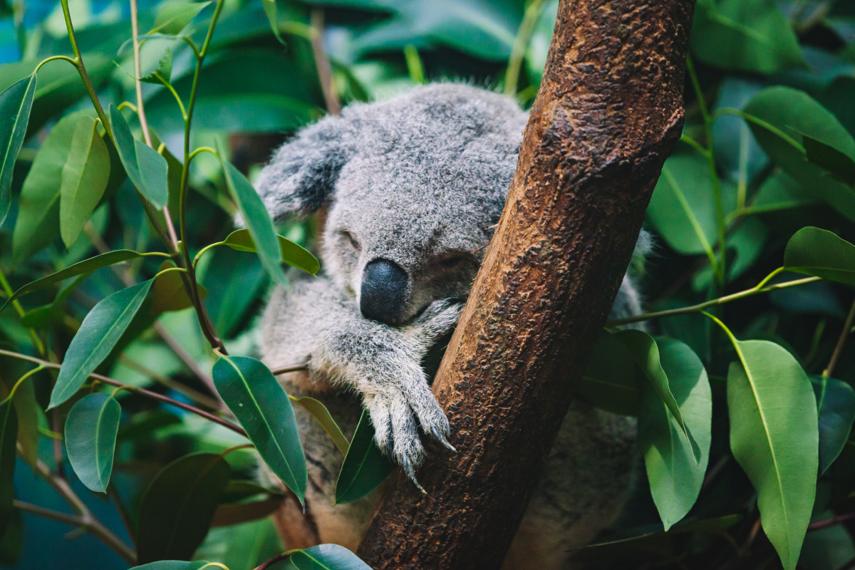 长隆野生动物园 - 考拉 - 大熊肖恩 - 图虫