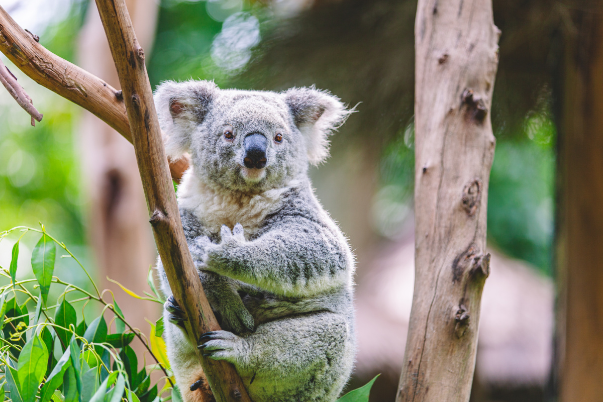 长隆野生动物园考拉