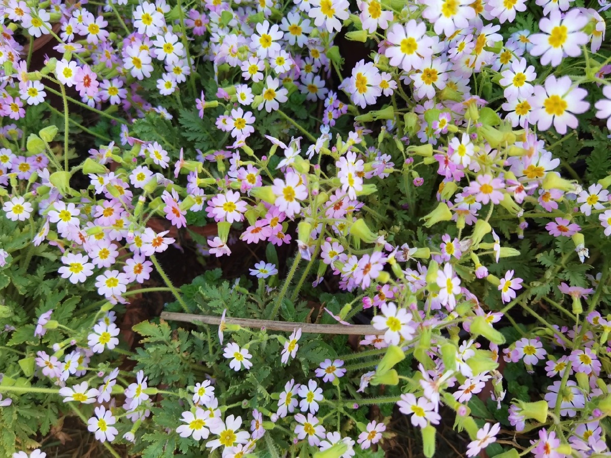 送你一朵报春花,陕西羽叶报春,看似平淡无奇,却有着一段"百年"传奇,该
