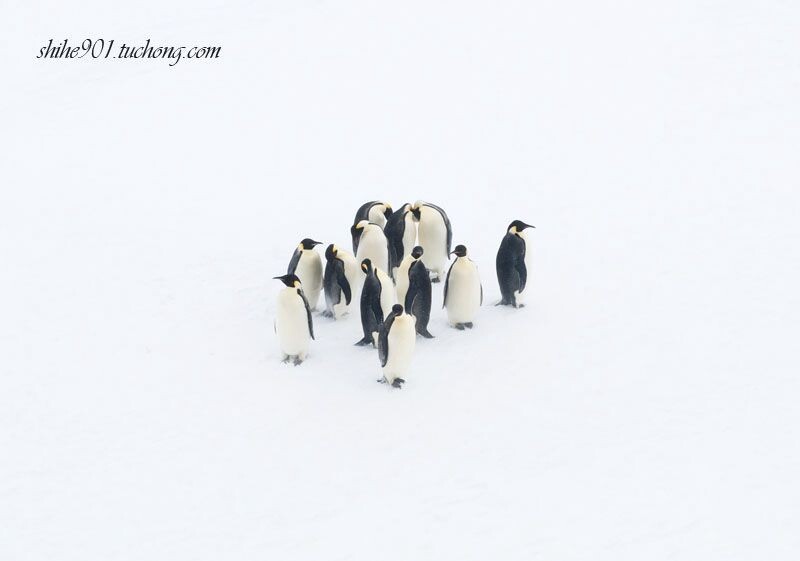 帝企鹅（高调）<br />
2009年11月拍摄于南极威德海SNOW HILL.&lt;br /&gt;<br />
