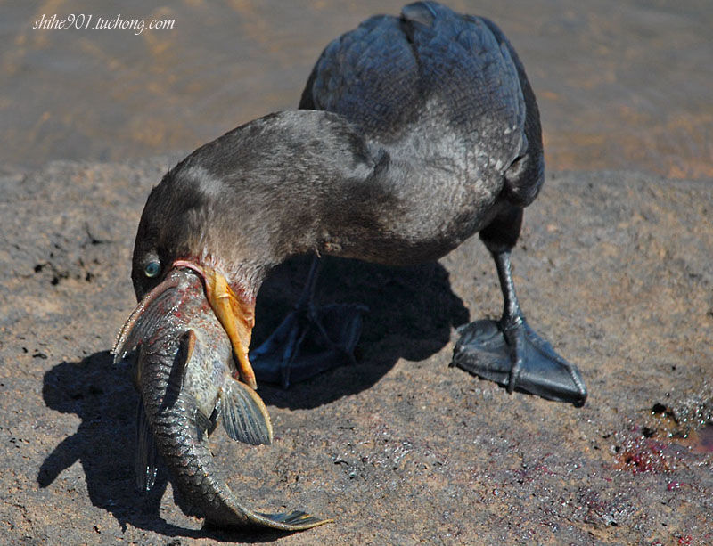 生吞活剥 br /> 2006年12月拍摄于阿根廷伊瓜苏