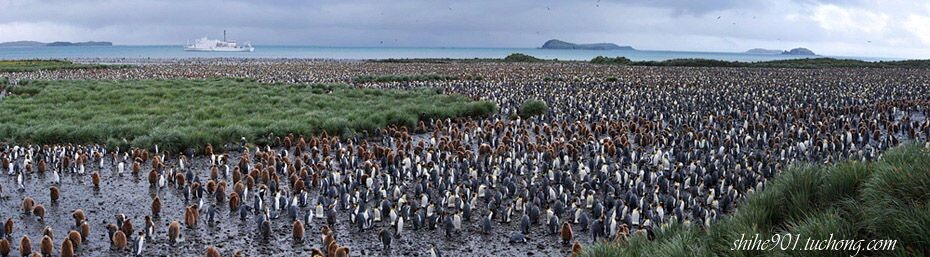王企鹅的聚居地<br />
2011年1月拍摄于南乔治亚