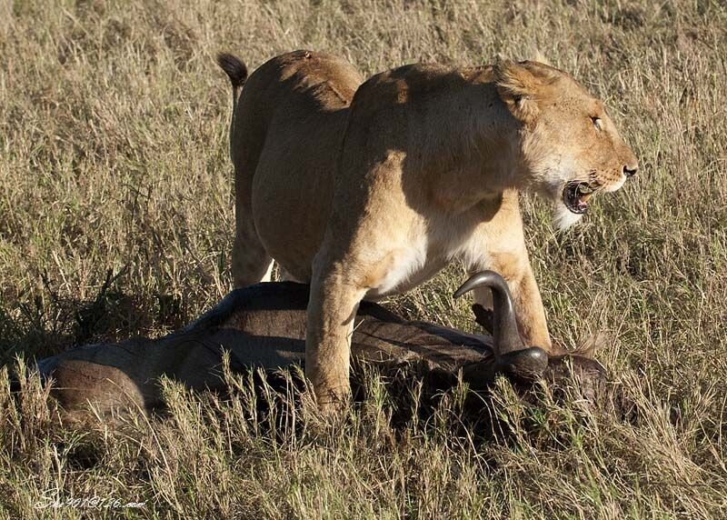威武的捕猎者<br />
2005年8月拍摄于肯尼亚