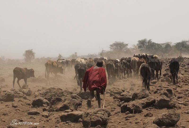 奔向水源<br />
2005年8月拍摄于肯尼亚