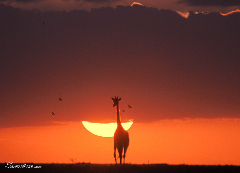 夕阳鹿影<br />
2011年8月拍摄于肯尼亚马赛马拉