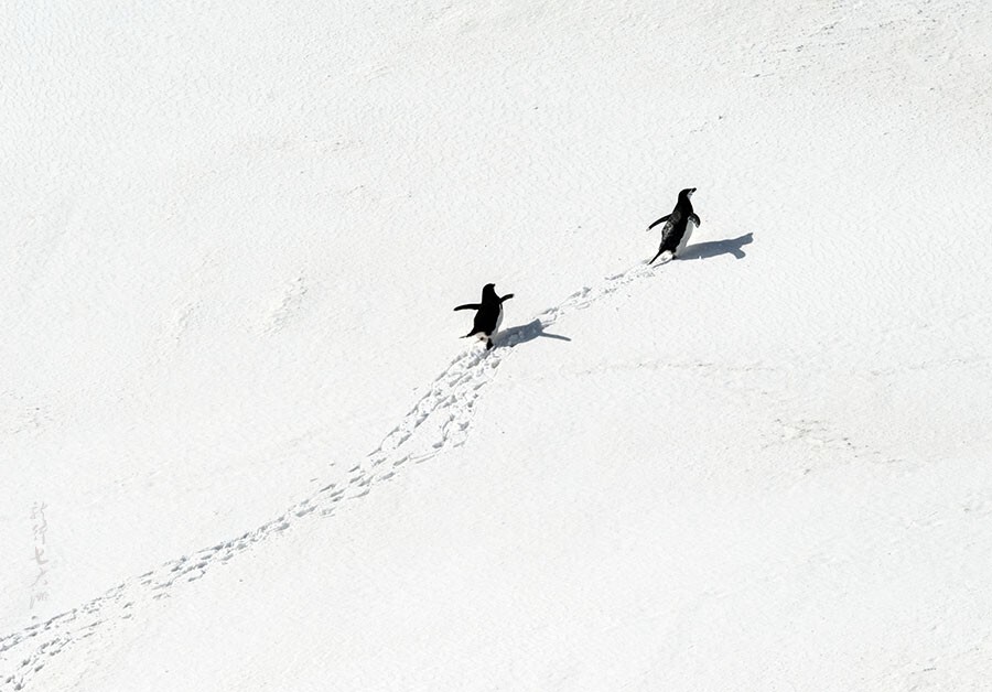 2006年拍摄于南极半岛。<br />
两只颌带企鹅从海里捕食后回家的情节，雪地上留下两串脚印。