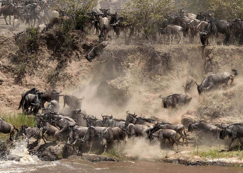 角马过河<br />
2011年8月拍摄于肯尼亚马赛马拉。
