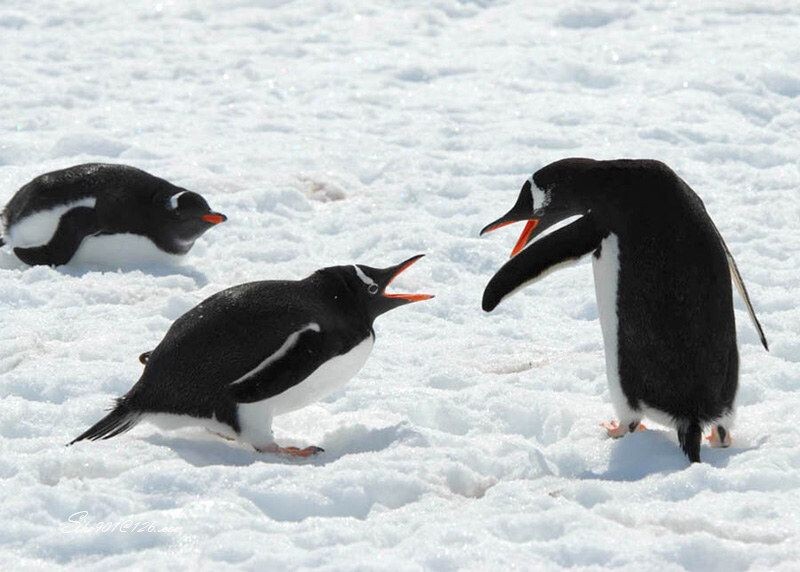 争吵（金图企鹅）<br />
2006年11月拍摄于南极半岛。