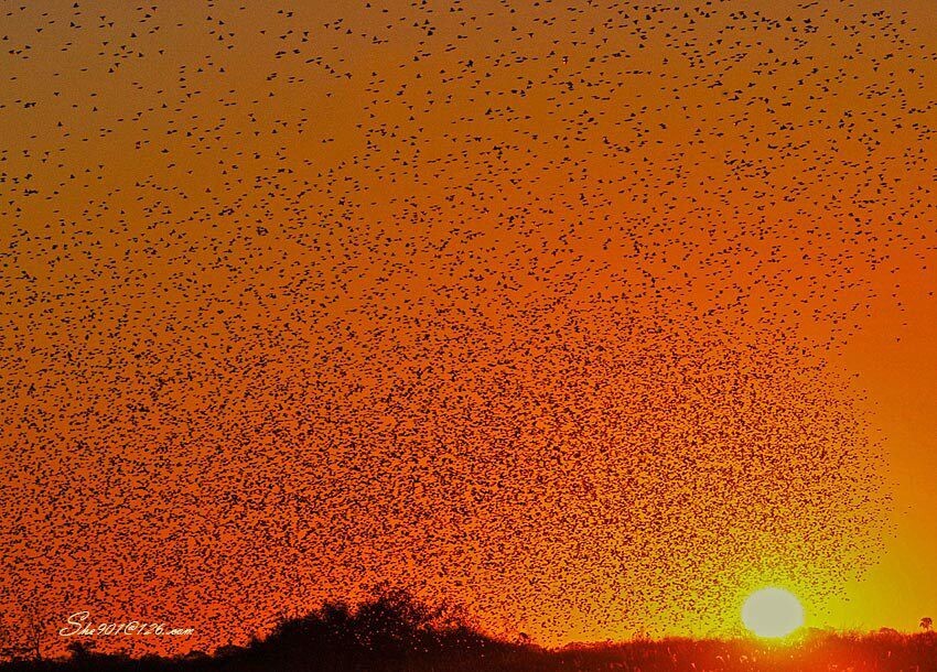 满天飞鸟伴夕阳<br />
2008年6月拍摄于博茨瓦纳乔卡万戈三角洲。