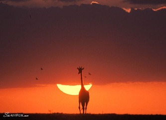 夕阳鹿影