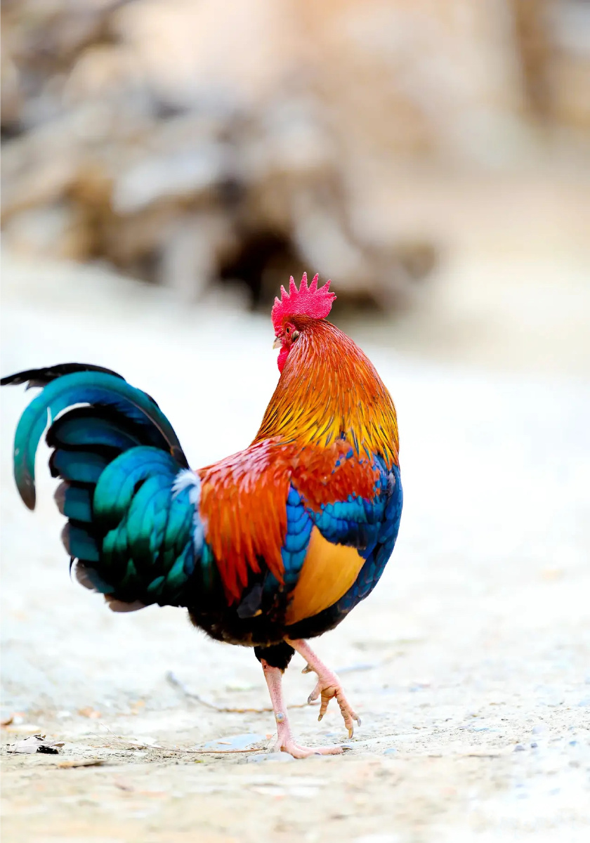 精彩农村·美丽大公鸡