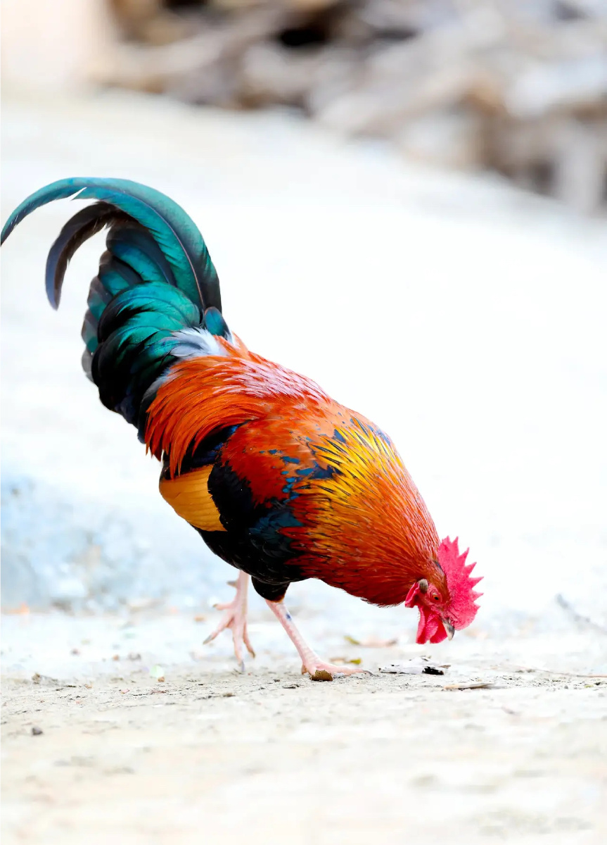 精彩农村·美丽大公鸡