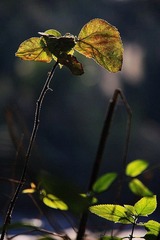 枯枝之舞 006