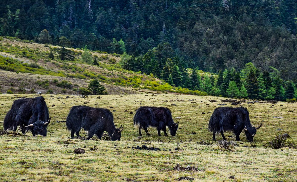 中国丽江玉龙雪山牦牛坪