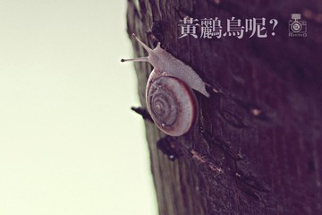 蜗牛