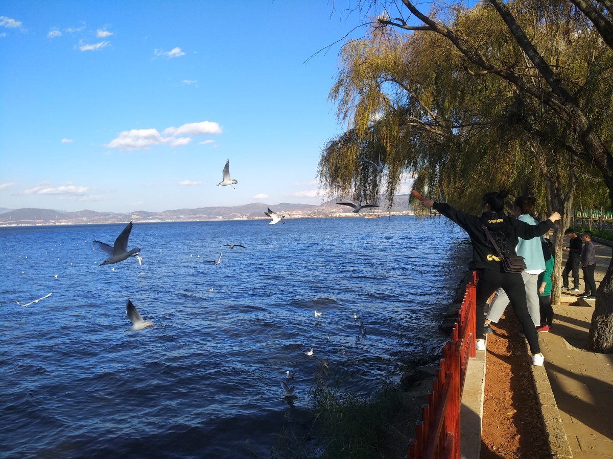 杞麓湖湿地公园