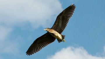 2306