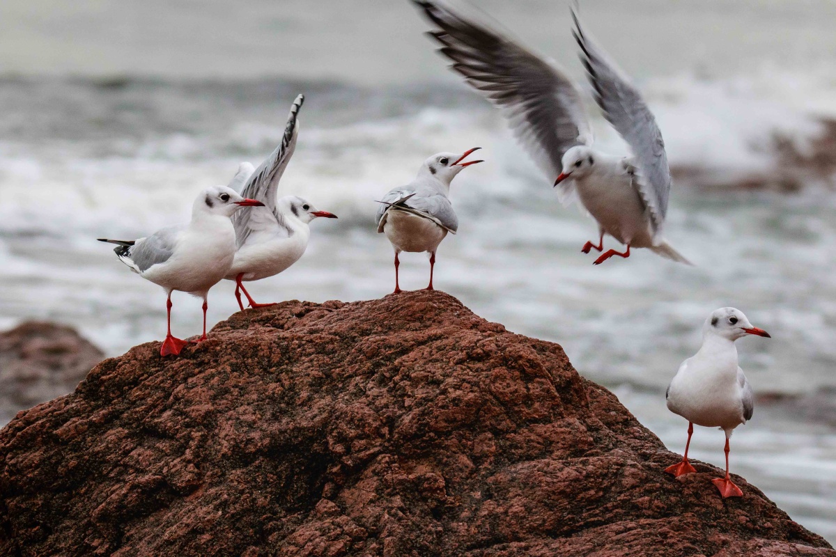 青岛放飞梦想海鸥迁徙的鸟