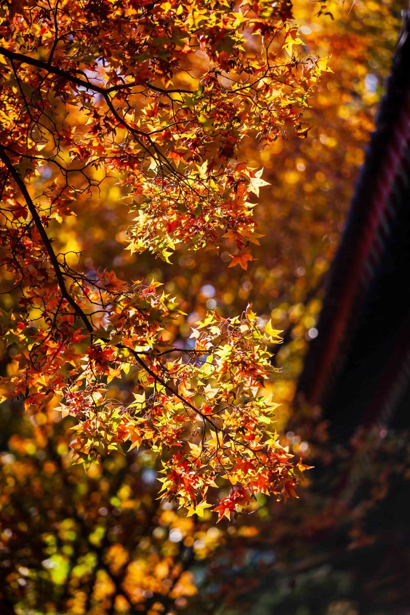 北京的秋天香山红叶