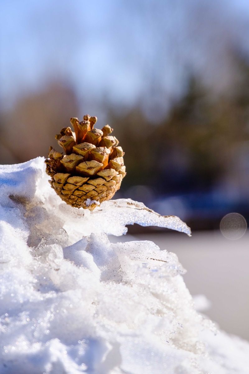 松果- 小黑豆摄影 - 图虫