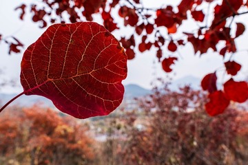 F231239B-1404-4110-A7B4-91F2F42CD562/L0/001