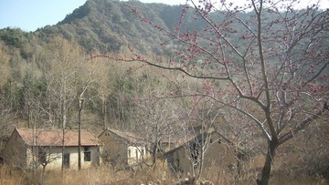 花待开