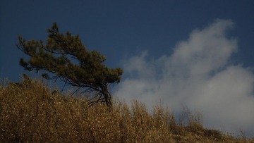 风吹