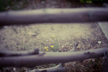 藩篱中的小黄花