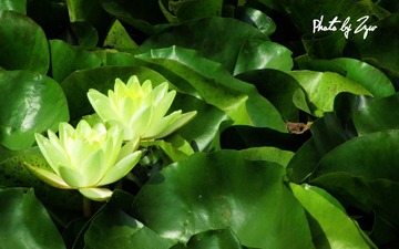 花儿