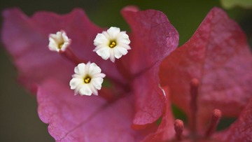        杜鹃花开