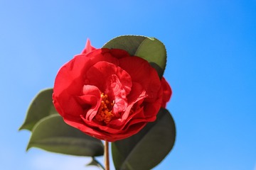 813