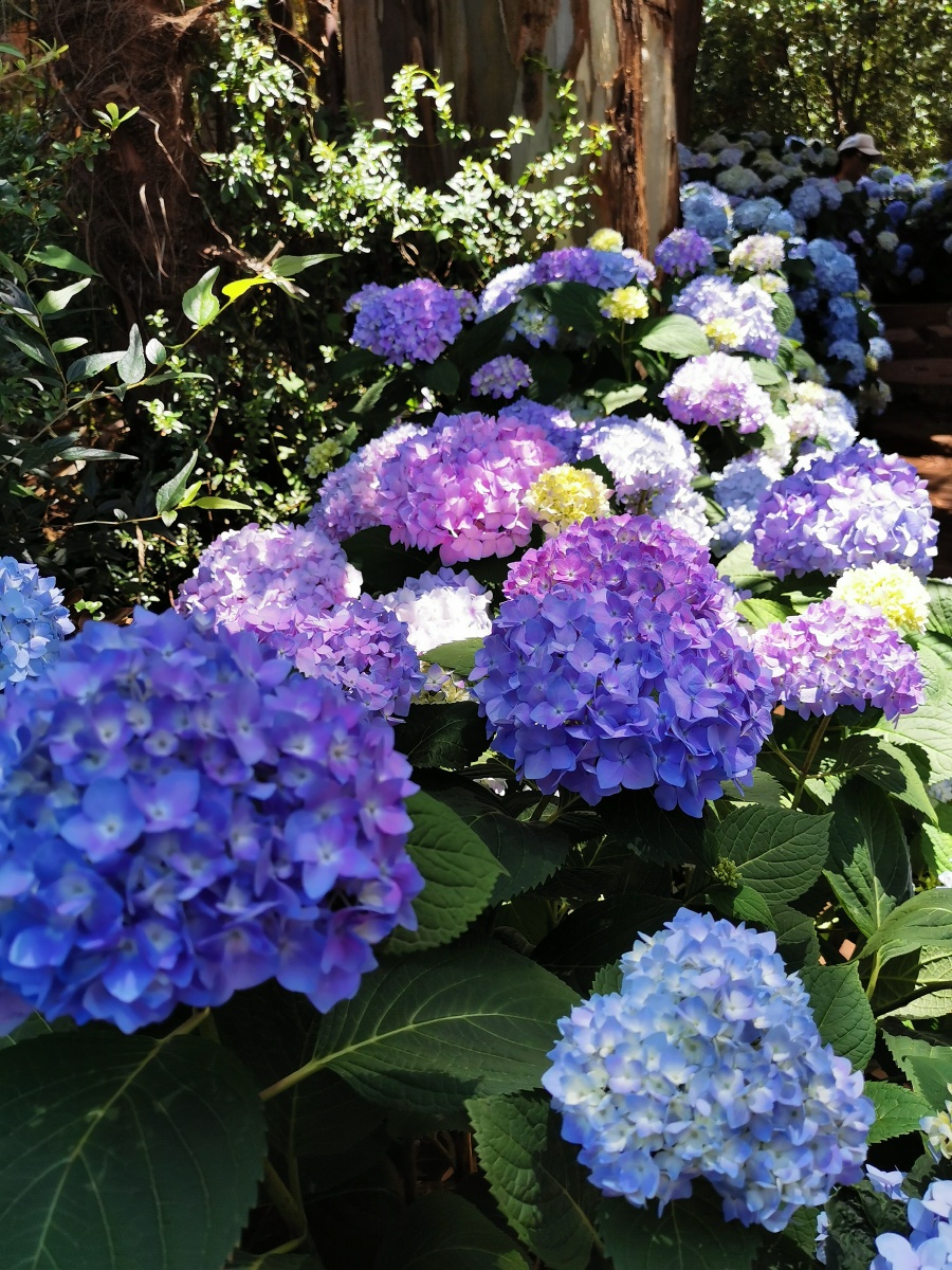 绣球花开昆明郊野公园美景怡人