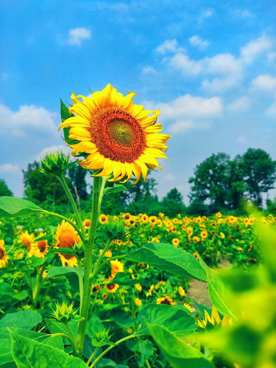 向日葵只有一个太阳而太阳有无数个向日葵