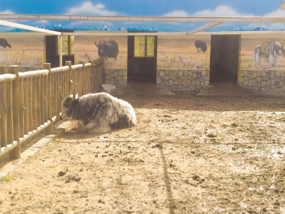 养羊养殖场厂建设图片