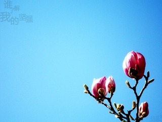SAM_2318