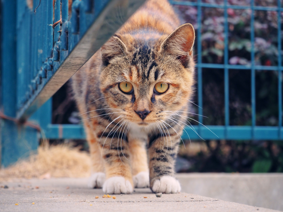 猛虎凝视 - 柚子和猫咪 - 图虫