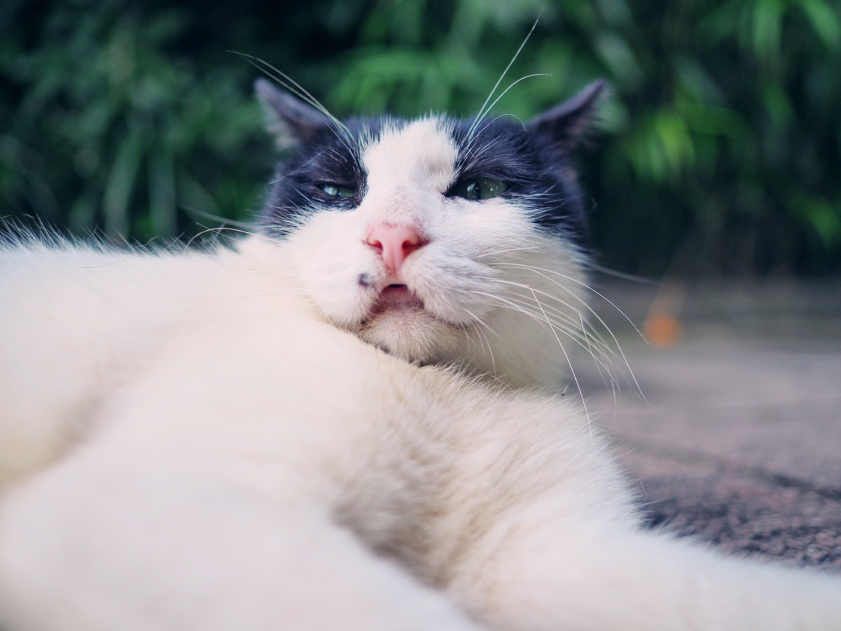 肥嘟嘟的奶牛 - 柚子和猫咪 - 图虫