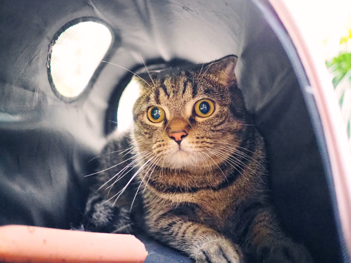 圆眼睛圆脑袋的胖狸花猫