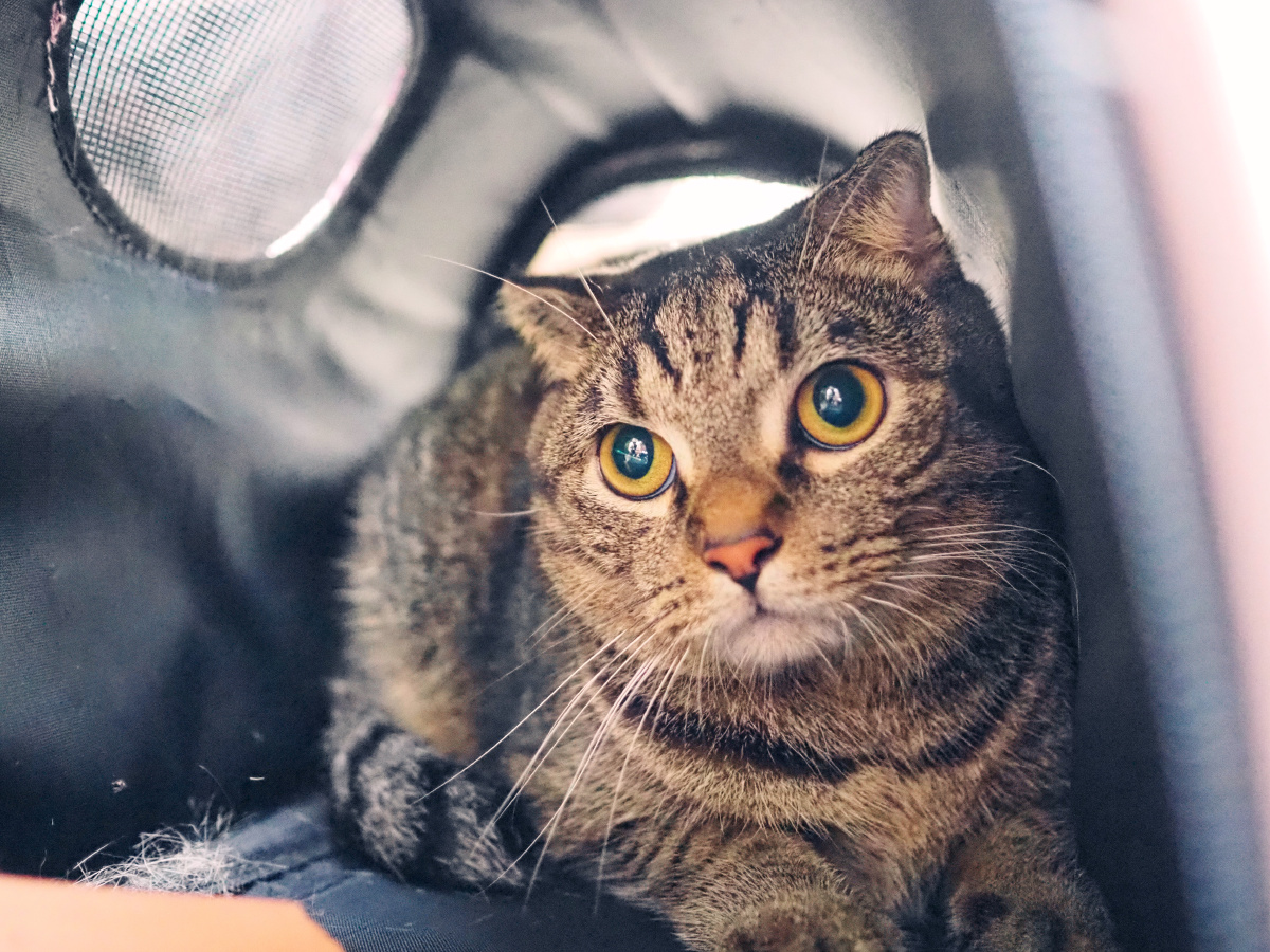 圆眼睛圆脑袋的胖狸花猫