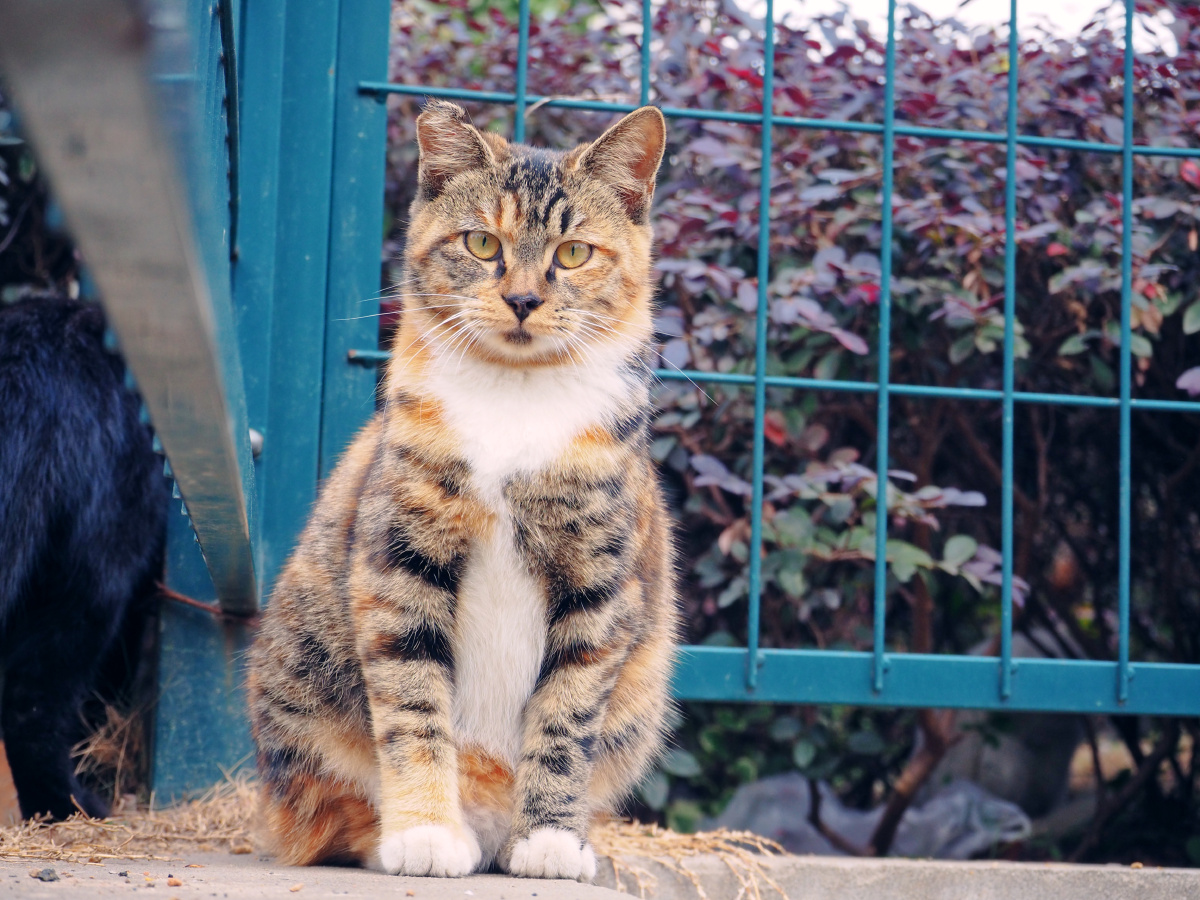 猛虎凝视 - 柚子和猫咪 - 图虫