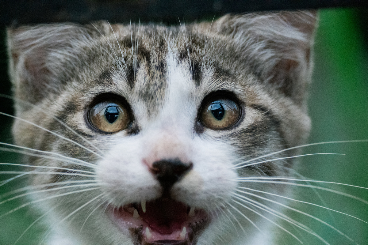 近距离特写小猫乖巧中透露之一丝惊恐