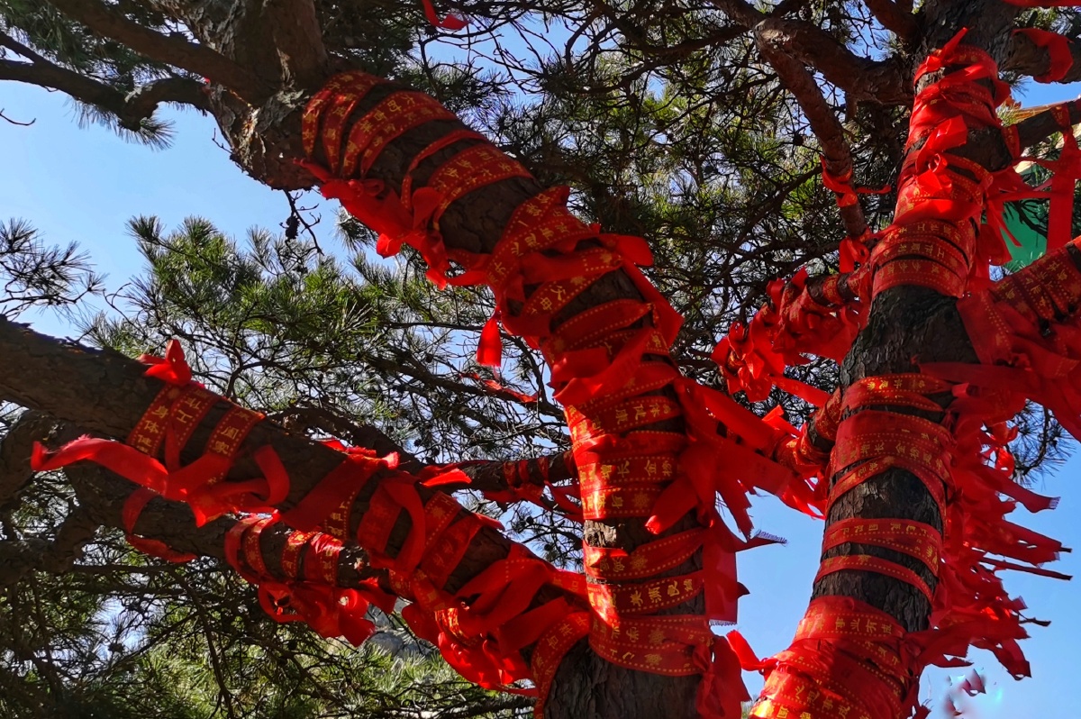 崂山留韵亭的祈福树