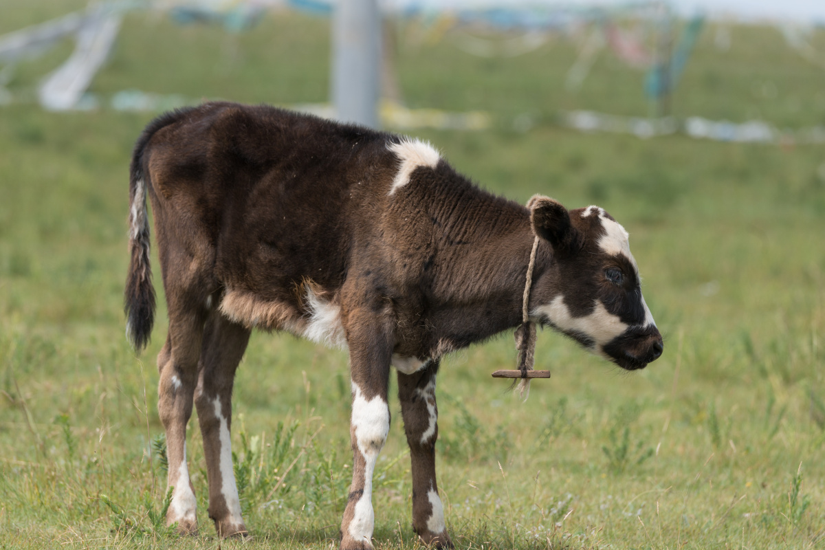 小牛犊