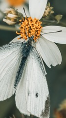 30036